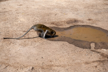 Thirsty Monkey Finds Water After the Rain