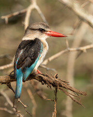 Brown-hooded Kingfisher (Halcyon albiventris) has a brown head and blackish and turquoise wings. It is found in Sub-Saharan Africa, living in woodland, scrubland, forest edges.