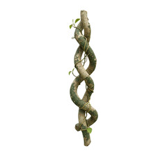 Obraz premium Enchanting twisted vines with lush green leaves, a touch of wilderness for your designs, perfect for nature-inspired themes, create captivating visuals, bring the forest to your project