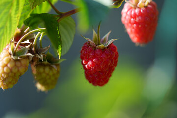 Ripe raspberries hang on a twig in the middle ground. There are also unripe berries in the frame.