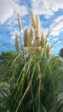 Cortaderia or pampas grass vertical photo