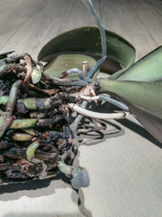 Dried orchid roots and yellowed leaves