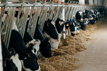Holstein Cows in modern dairy farm barn feeding, livestock banner with sunlight © Parilov