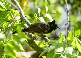 Red-vented Bulbul perched in a tree.