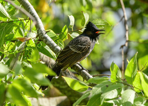 Red-vented Bulbul perched in a tree.