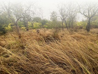 Dry grass and fog in an autumn park