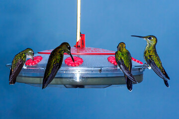 Anna's Hummingbird juveniles feeding at a nector bird feeder