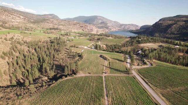 Vineyard with rows of wine grapes growing, Okanagan Valley, aerial drone footage, fields, lush valley, mountains, desert, British Columbia, Canada. 4K 24FPS.