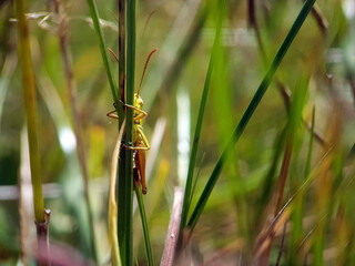 grasshopper on leaf autumn garden