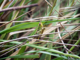 grasshopper on leaf autumn garden