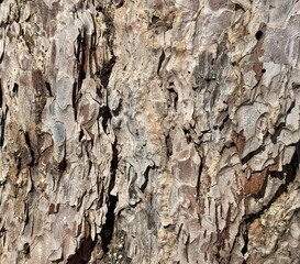 Tree Bark Texture – Natural Layered Wood Surface Background. High-resolution close-up of rough tree bark with natural cracks and layered structure. Perfect for backgrounds, textures, 3D modelling
