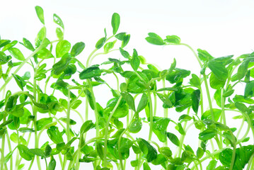 Obraz premium 豆苗