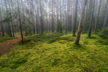 Fototapety na wymiar - Fototapeta24.pl