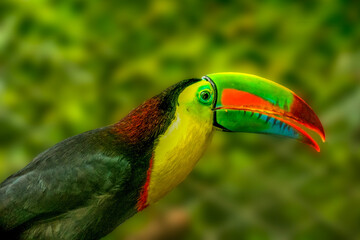 Keel-Billed Toucan "Ramphastos sulfuratus" , or rainbow-billed toucan, the national bird, in Costa Rica
