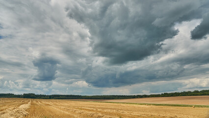 Clouds over a wheat field during sunset. Agribusiness in an ecologically clean area.