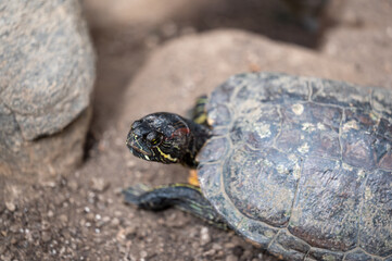 Unique turtle exploring a rocky habitat during daylight in a natural environment