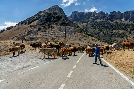 Bulls and cows amble peacefully along the narrow stone streets of the traditional Sicilian mountain village of Gratteri nestled in the Madonie Mountains, Sicily , Italy