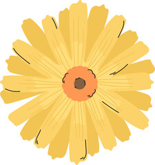 A Detailed Yellow Calendula Flower with a Brown Center and Orange Hue Set Against a Transparent Background ideal for botanical illustrations