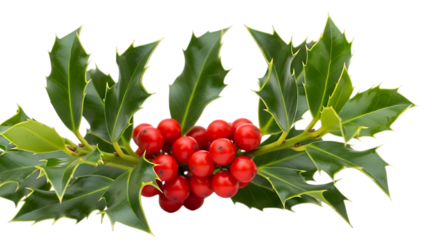 Holly branch with red berries and green leaves isolated on transparent background