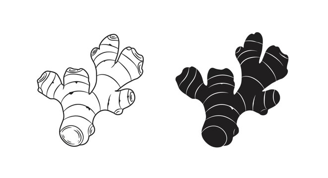 Detailed illustration of fresh ginger root in two contrasting styles