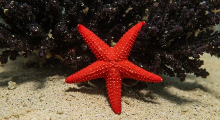 Vibrant Red Starfish Amidst Coral and Sandy Seafloor Beauty Nature
