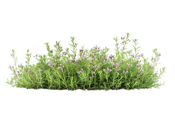 Aromatic Rosemary isolated on transparent background