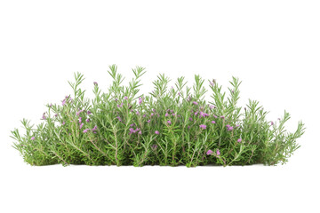 Green Rosemary isolated on transparent background