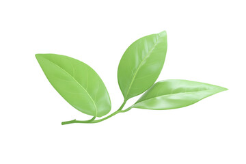 Large Rubber Plant isolated on transparent background
