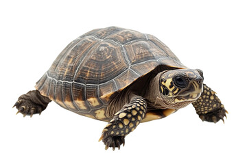 Sea turtle closeup artwork isolated on transparent background