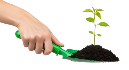Hand planting a small green seedling in dark soil isolated on transparent background