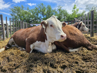 Cows resting in sunny rural farm corral