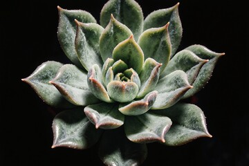 Close-Up Of Green Succulent Rosette Against Black Background For Nature, Home Decor, And Minimalist Design