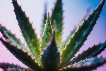 Close-Up of Aloe Plant Leaves With Colorful Gradient Background