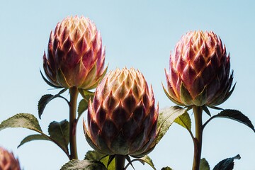Close up of blooming protea flowers against light blue background