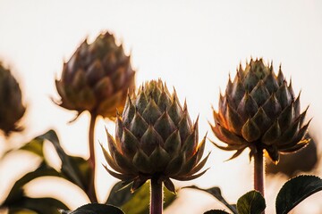 Three green flowers with brown tips are in the foreground