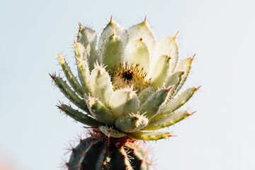 Close-Up Of A Succulent Cactus With Bright Green Foliage And Spines Against A Clear Sky