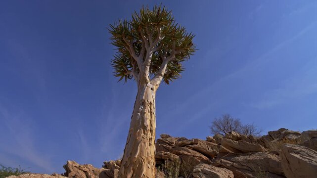 Timelapse of clouds above a quiver tree