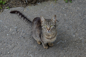 Adorable tabby cat looking up with curious eyes while sitting on a gravel path — perfect for pet,...