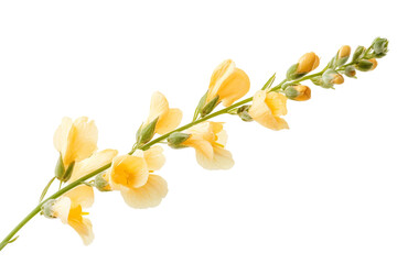 Fresh Snapdragon Flower Stem isolated on transparent background