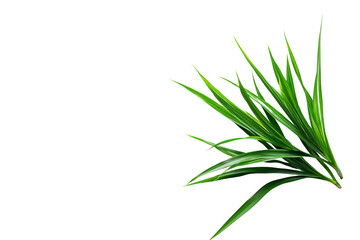 Obraz premium Hanging Spider Plant isolated on transparent background