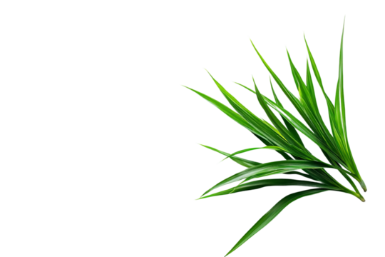 Hanging Spider Plant isolated on transparent background