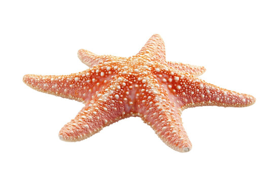Starfish colorful ocean creature isolated on transparent background