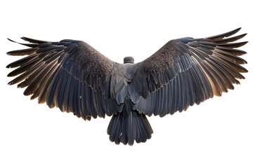 Turkey vulture wildlife wings spread isolated on transparent background