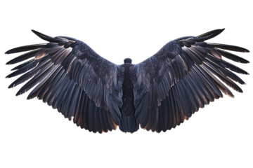 Turkey vulture large wingspan isolated on transparent background