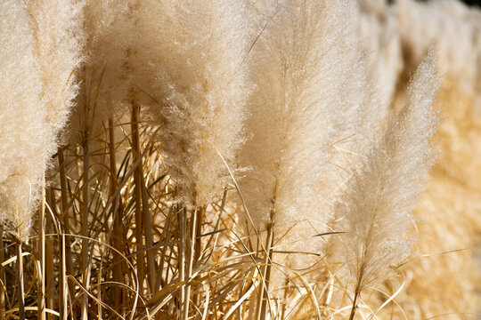 close up of a wheat