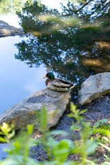 Fototapeta premium New york Central park ducks in pond