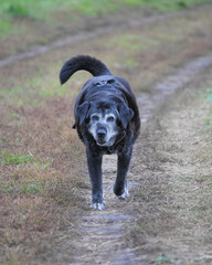 Old large black and gray dog walking along a rural road in the countryside.
