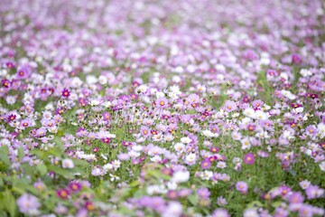 Obraz premium Floral Meadow Filled with White and Purple Cosmos Flowers under Natural Lighting in Springtime