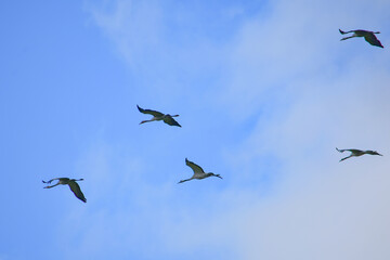 Cranes flying under white clouds and blue sky