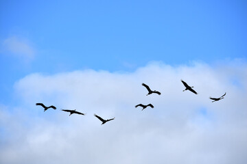 Cranes flying under white clouds and blue sky